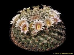 Mammillaria heyderi 562